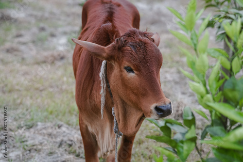 Young calf walking and eating trees 