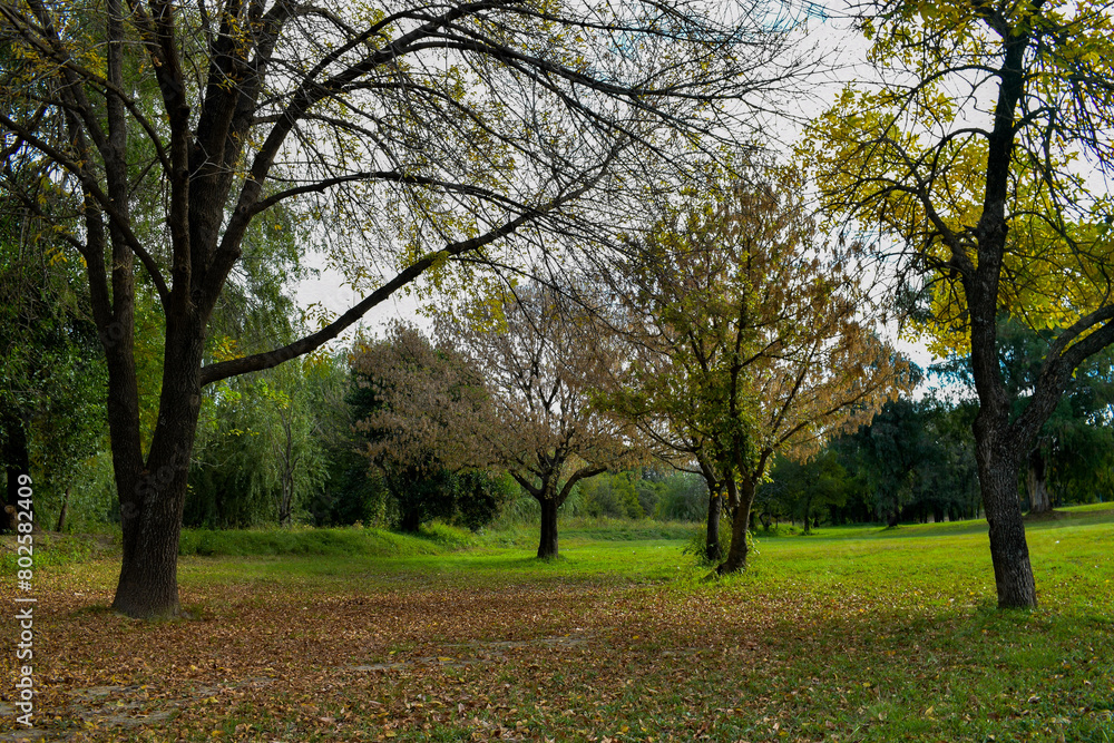 Campo de arboles en otoño. Colores y hojas otoñales, amarillo, verde, rojo. Campo de arboles en otoño. Colores y hojas otoñales, amarillo, verde, rojo.