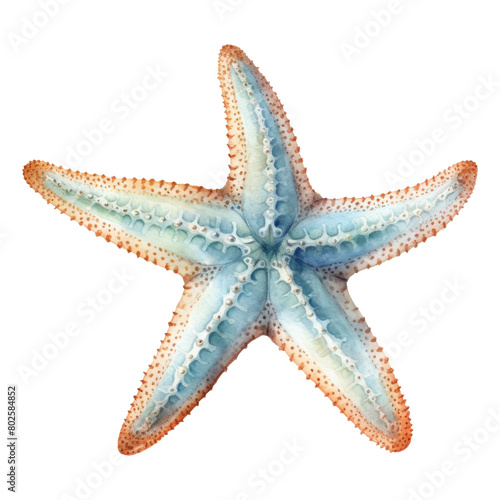Starfish Isolated Detailed Watercolor Hand Drawn Painting Illustration
