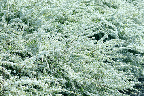 Thunberg Spiraea