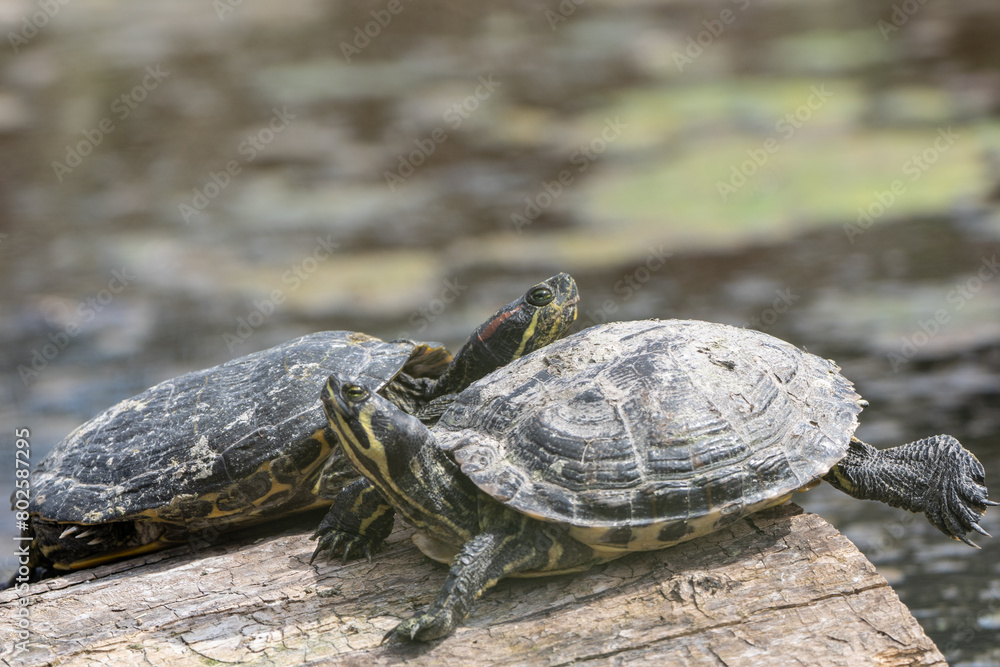 Two Turtles Sitting on Log in Pond on a Spring Afternoon. Two Turtles Sitting on Log in Pond on a Spring Afternoon.