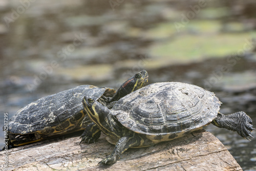 Two Turtles Sitting on Log in Pond on a Spring Afternoon. 