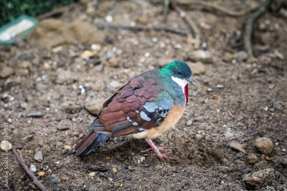 Obraz premium Mindanao Bleeding-Heart