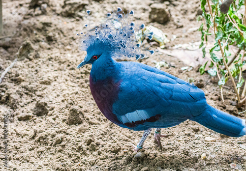 Victoria Crowned Pigeon