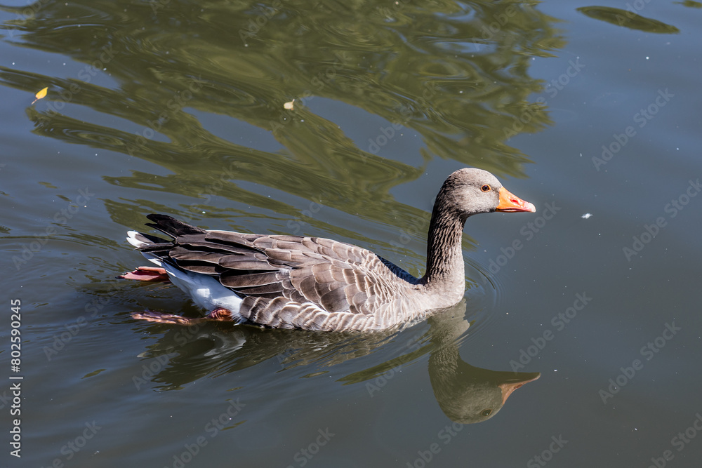 Obraz premium Swimming Goose