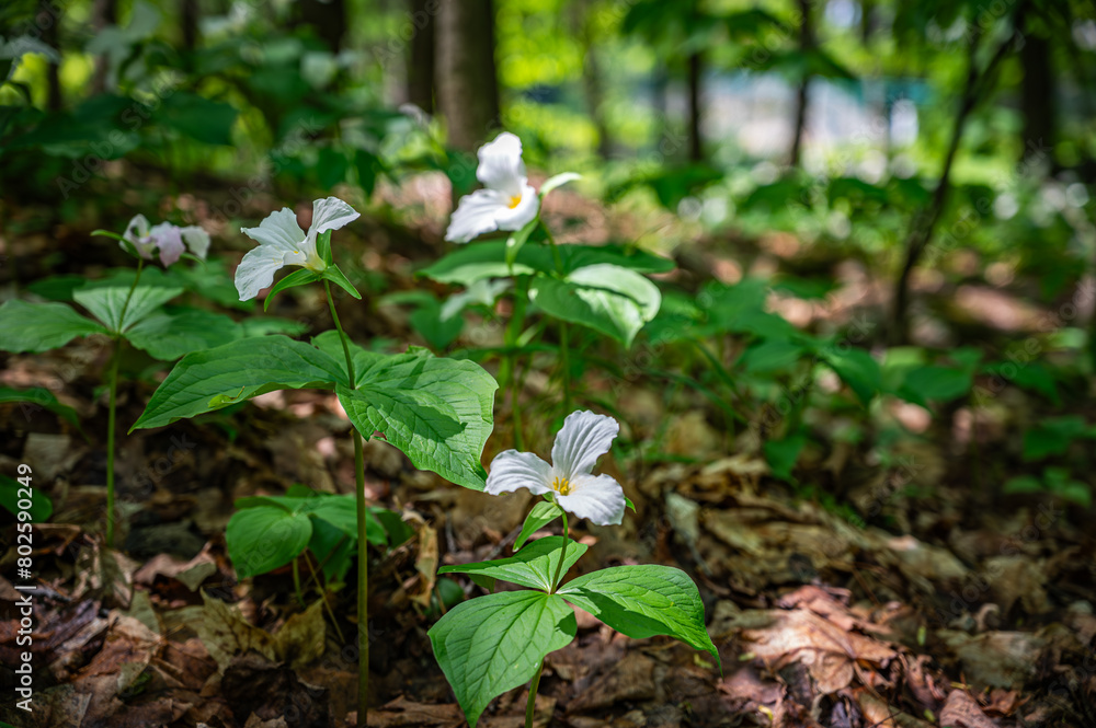 Sunlight on white trillium grandiflorum in the heart of the forest, gracing the woodland floor and ground, signaling the arrival of spring in shady moist woods, Quebec, Canada (May 2023). Sunlight on white trillium grandiflorum in the heart of the forest, gracing the woodland floor and ground, signaling the arrival of spring in shady moist woods, Quebec, Canada (May 2023).