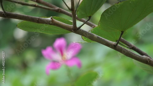 Bauhinia purpurea (Purple bauhinia, orchid tree, khairwal, karar) flower. In Indian traditional medicine, the leaves are used to treat coughs while the bark is used for glandular diseases photo