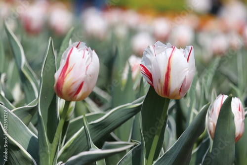 red and white tulips #802591226