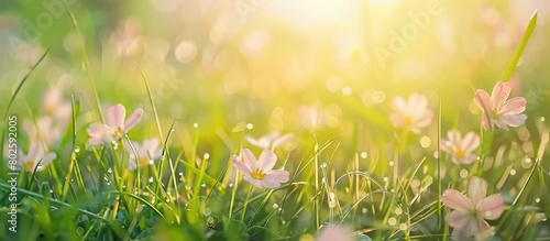 Spring grass with flowers is fresh on a sunny day with a naturally blurred background.