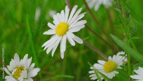White field daisies, Chamomilla, Matricaria Recutita sway in green summer meadow, sense peace and nature's beauty, flowers in pasture, natural background photo