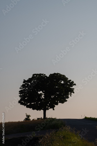 夕暮れの丘に立つハート型の木
