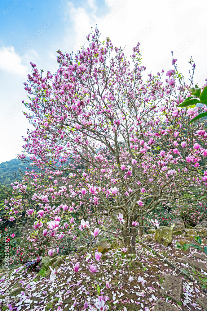 Obraz premium Beautiful magnolia tree blossoms in the garden. 