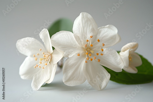 A close-up view of a jasmine flower on a white surface, perfect for nature-themed designs or wedding events. © NE97