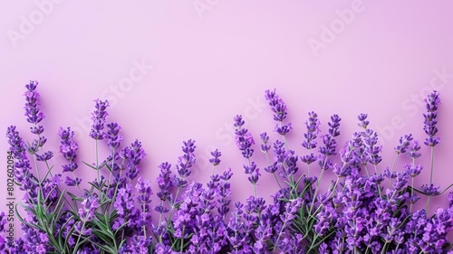 Lavender blooms dance in a picturesque Provence field  exuding their soothing aroma under the summer sun