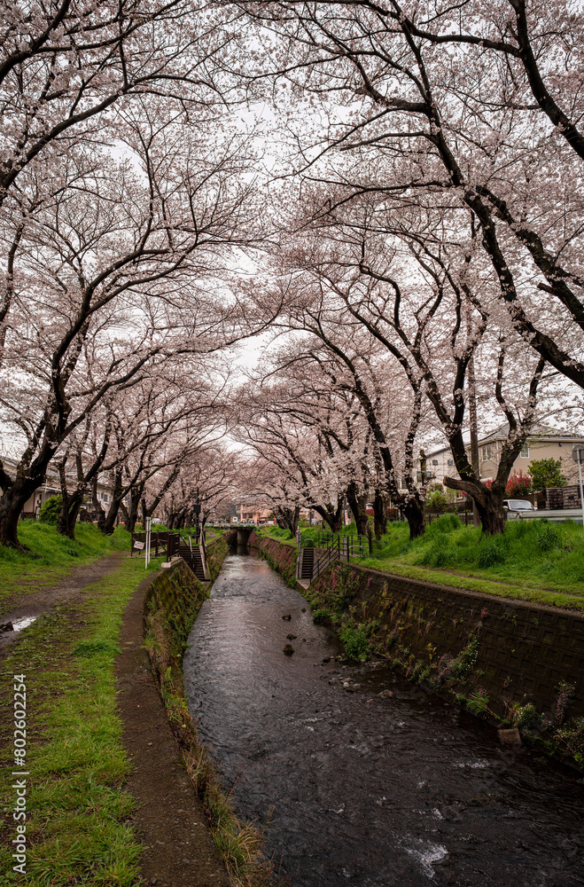 引地川沿いの千本桜