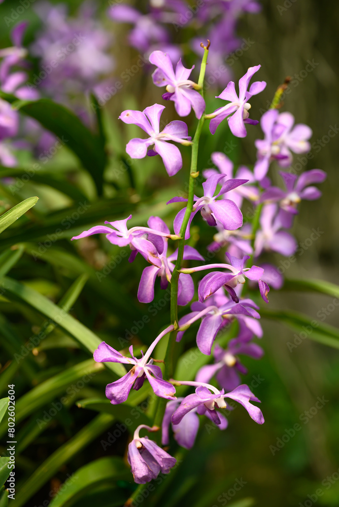 Purple orchid flowers (Ascocentrum miniatum or Vanda miniatum)