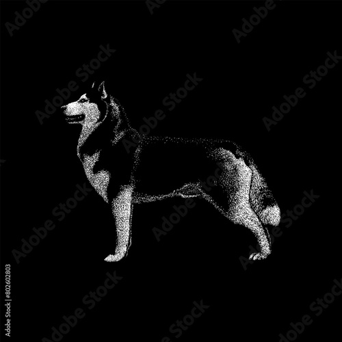 Alusky hand drawing vector isolated on black background.
