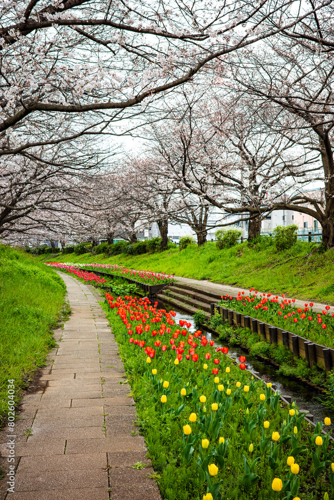 Obraz premium 横浜の風景 江川せせらぎ緑道