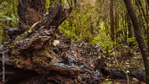 Damp And Wet Collapsed Wood Trunk At Riuwaka Resurgence, New Zealand