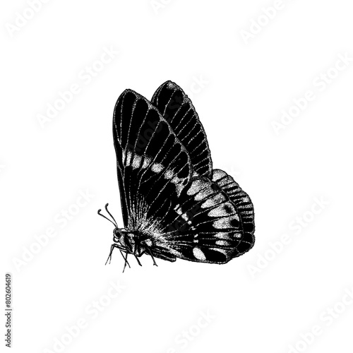 butterfly hand drawing vector isolated on background.	
