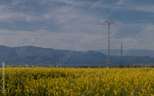 Landscape of rapeseed flowers on field. Castilla la Mancha, Spain