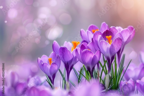 Purple Crocus Flowers in Spring. High quality photo - generative ai