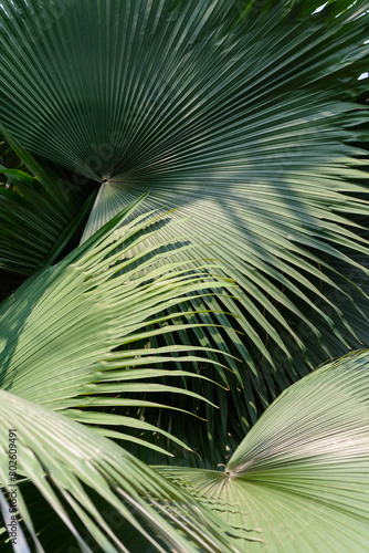 Abstract background texture of tropical leaves, green palm family