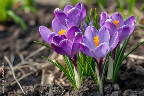Purple Crocus Flowers in Spring. High quality photo - generative ai