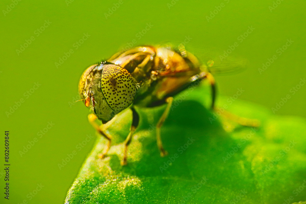 Fototapeta premium Hoverfly or band-eyed drone fly (Eristalinus taeniops) on leaf