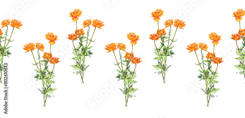 Seamless rim with watercolor frying flowers Trollius on white background. Yellow orange summer wildflower. Pattern with herbs for aromatherapy and bouquet. Botanical border for wallpaper or wrapping photo