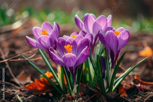 Purple Crocus Flowers in Spring. High quality photo - generative ai