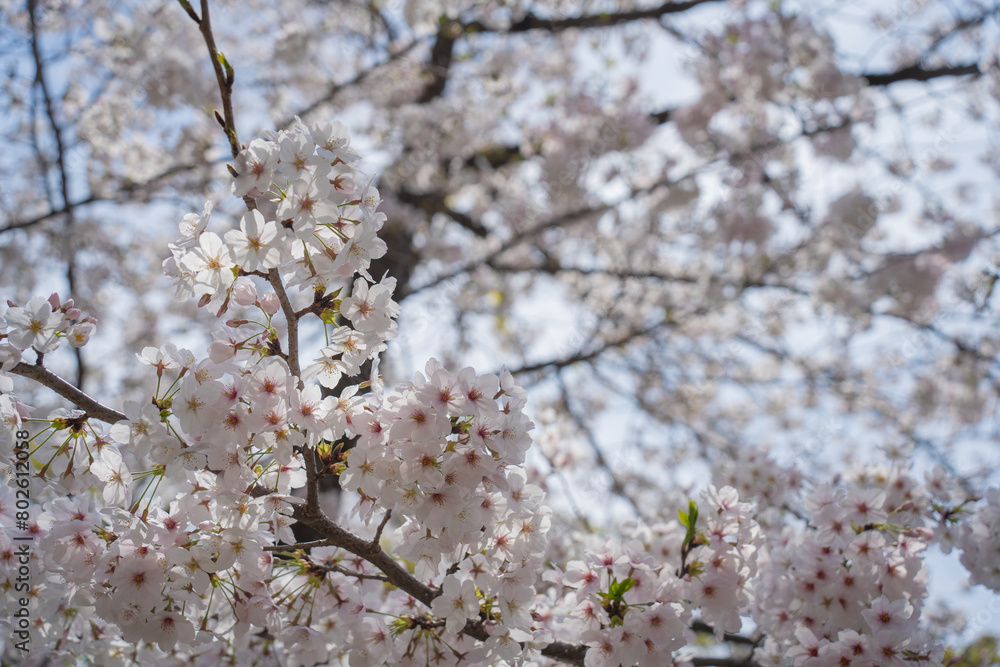 春の日本の桜