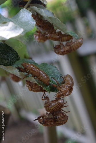 Brood XIX Cicada Exoskeletons stacked