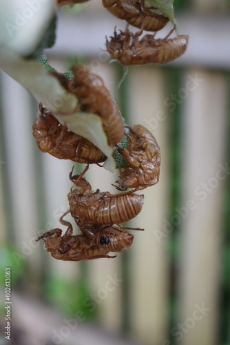 Brood XIX Cicada Exoskeletons stacked