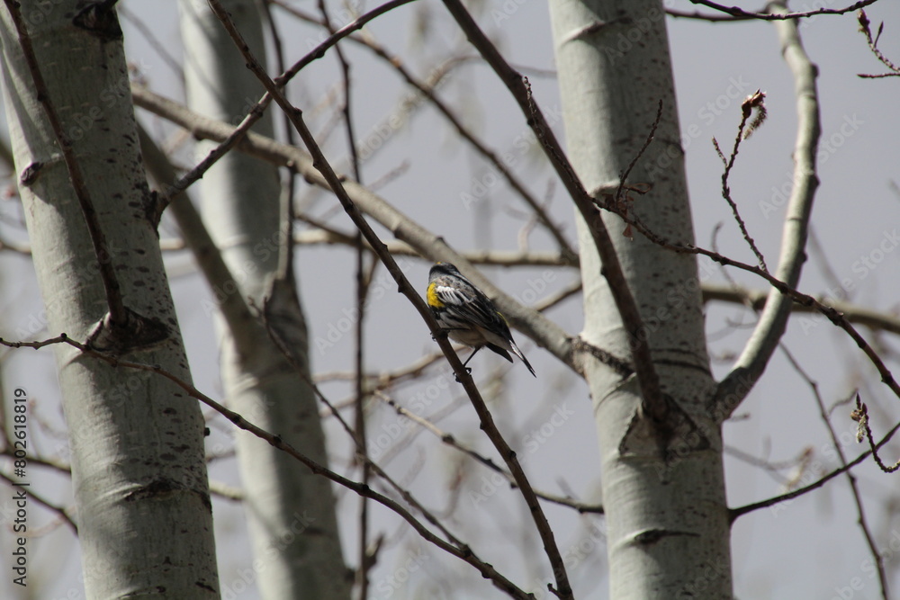 bird on a tree bird on a tree