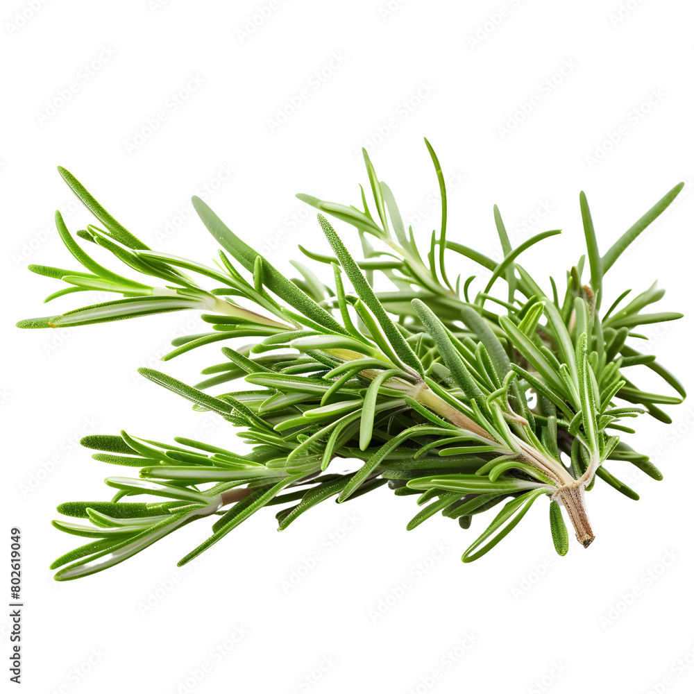 Fototapeta premium twig of rosemary