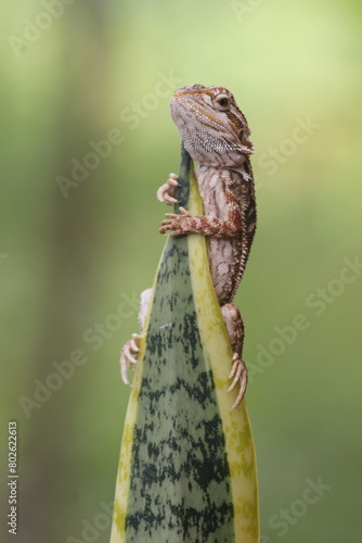 lizard, bearded dragon, a bearded dragon lizard perched on a leaf of an ornamental plant