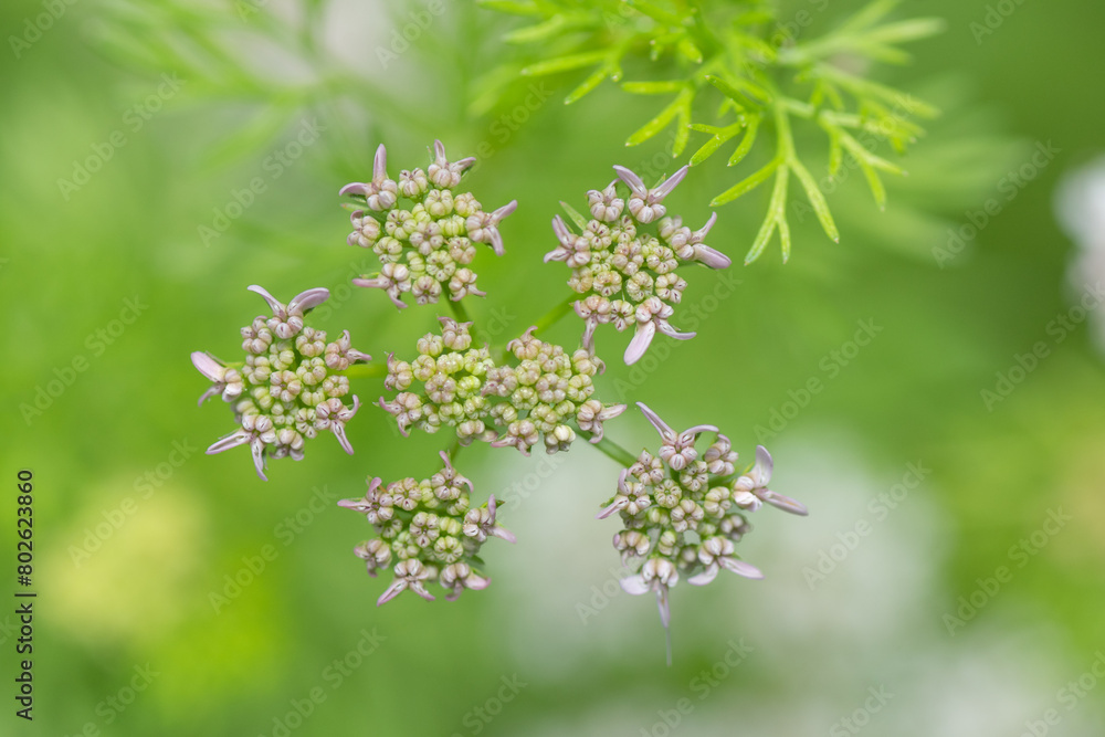 Tiny pink flower buds ready to open their petals and bloom in a spring garden. Tiny pink flower buds ready to open their petals and bloom in a spring garden.