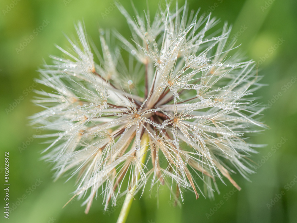 Tiny dew droplets cover the flowerhead of a dandelion that has gone to seed. Tiny dew droplets cover the flowerhead of a dandelion that has gone to seed.