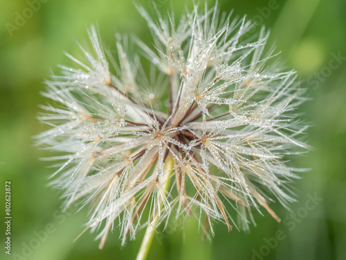 Tiny dew droplets cover the flowerhead of a dandelion that has gone to seed.
