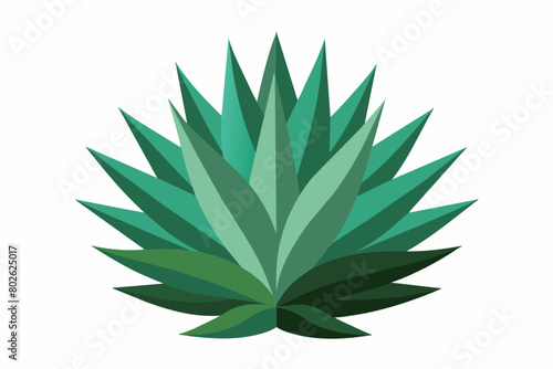 aloe vera plant isolated vector art illustration