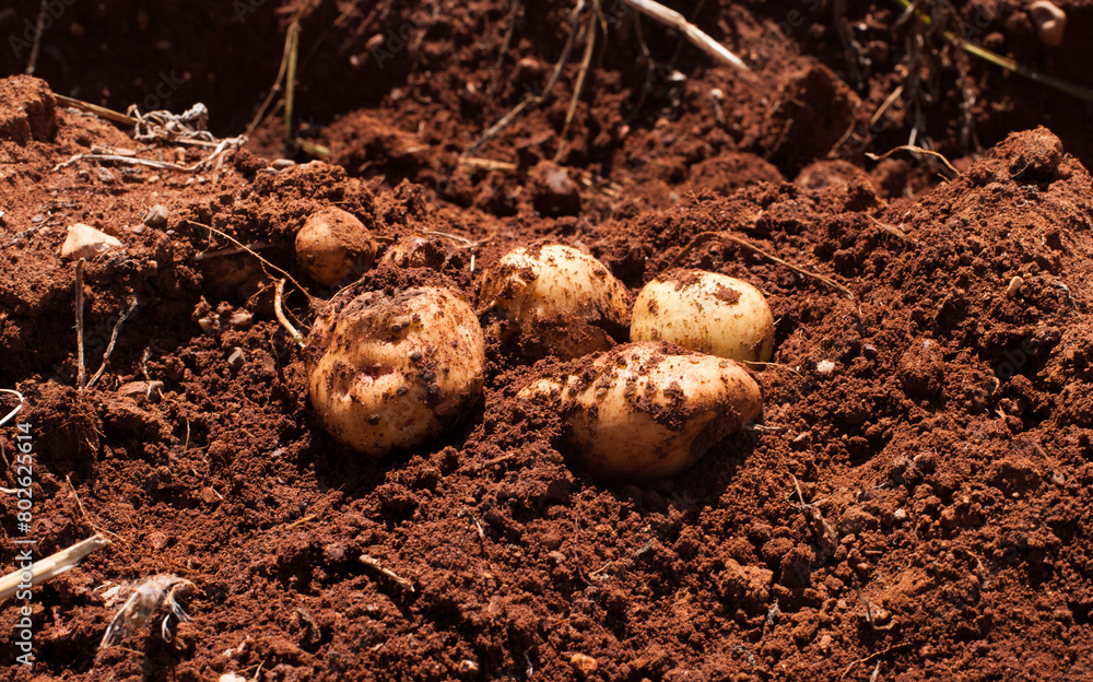 Photograph of freshly harvested potatoes in red soil. Peruvian potato just dug up. Photograph of freshly harvested potatoes in red soil. Peruvian potato just dug up.