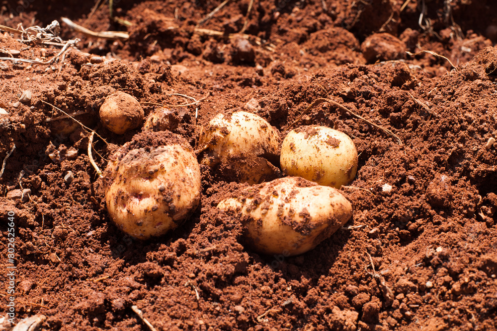 Photograph of freshly harvested potatoes in red soil. Peruvian potato just dug up. Photograph of freshly harvested potatoes in red soil. Peruvian potato just dug up.