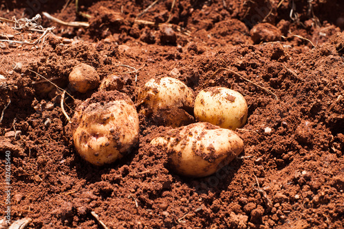 Photograph of freshly harvested potatoes in red soil. Peruvian potato just dug up.
