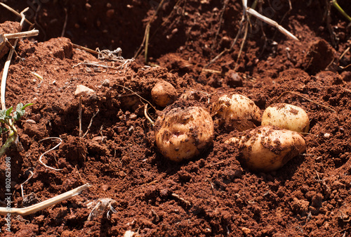 Photograph of freshly harvested potatoes in red soil. Peruvian potato just dug up.