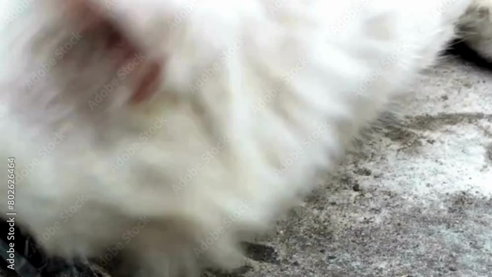 white persian cat, white persian kitten. white persian cat, white persian kitten.