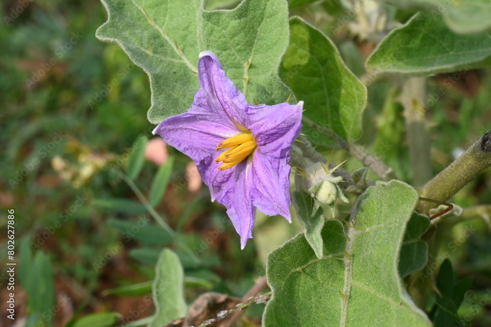 Eggplant flower. Its other names aubergine and brinjal. It is a plant species in the nightshade
