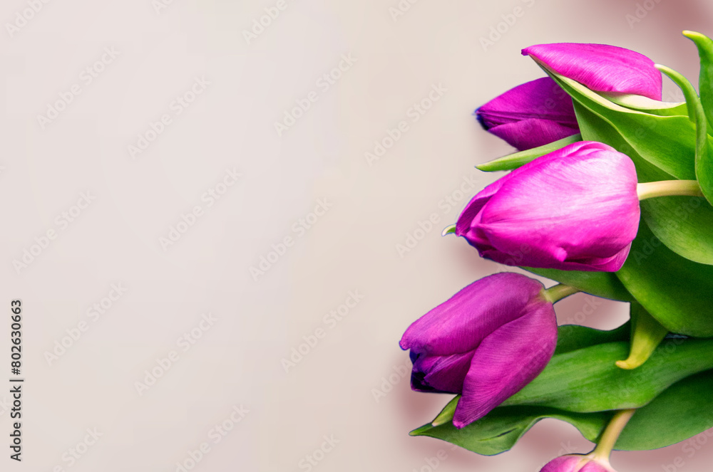 Fresh flower composition, bouquet of bi color tulips Fresh flower composition, bouquet of bi color tulips