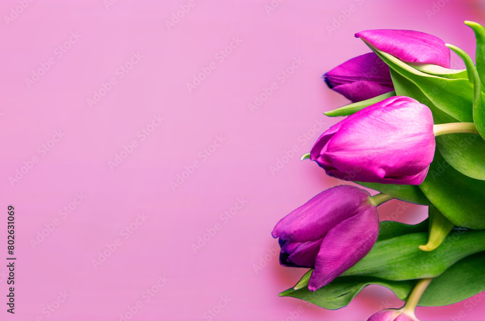 Fresh flower composition, bouquet of bi color tulips Fresh flower composition, bouquet of bi color tulips