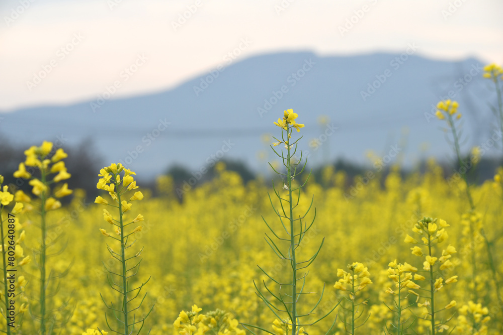 Obraz premium Mustard flower field is full blooming, yellow mustard field landscape industry of agriculture, mustard flowers closeup photo